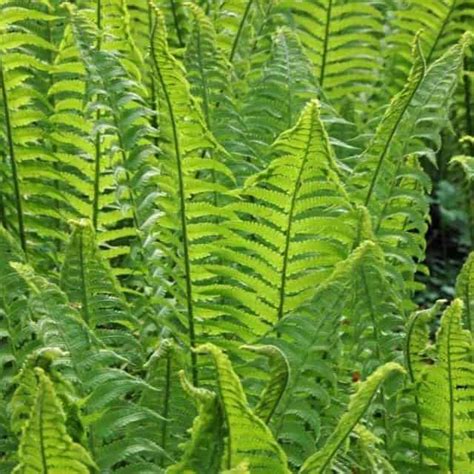 Unusual British Native Evergreen Ferns Perfect For The Climate