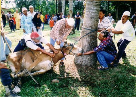 Doa Menyembelih Hewan Qurban Newstempo