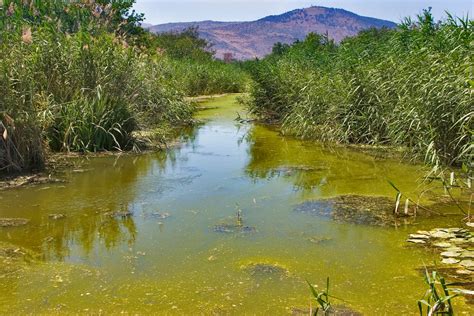 Everything You Need To Know About Stagnant Water Goodbye To Muck And Weeds