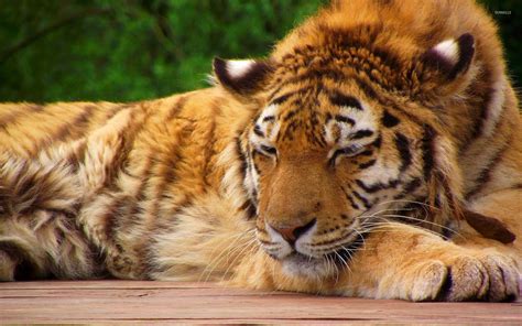 Sleeping Baby Tiger Wallpaper