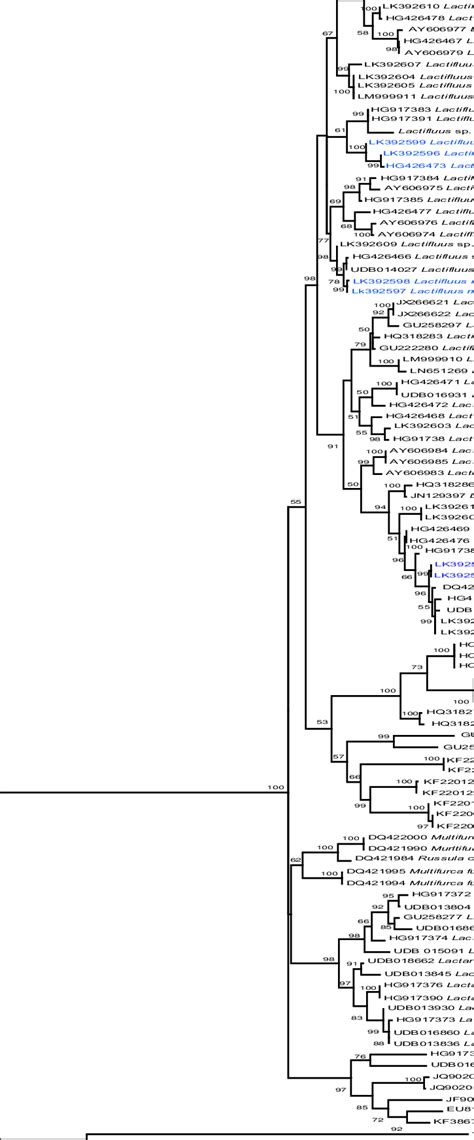 Maximum Likelihood Ml Tree Showing The Placement Of The Four Newly Download Scientific