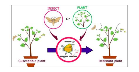 Genome Editing For Resistance To Insect Pests An Emerging Tool For