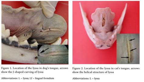 Dog Tongue Anatomy