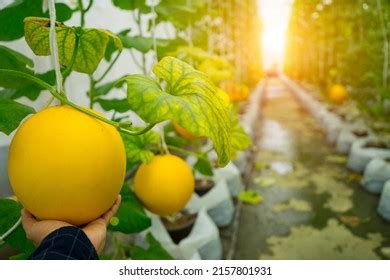 Hand Hold Melon Harvest Cantaloupe Melons Stock Photo 2157801931 ...