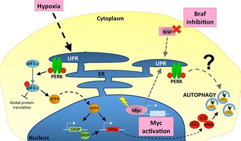 Figure 1 From Cellular And Metabolic Functions For Autophagy In Cancer