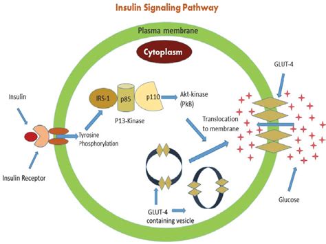 Simple Insulin Signaling Pathway