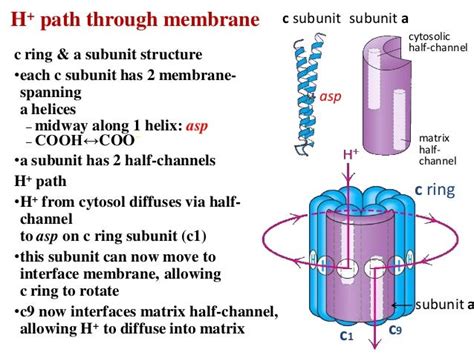 Atp synthesis