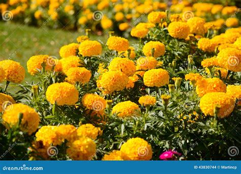 Yellow marigolds stock photo. Image of sunshine, shade - 43830744