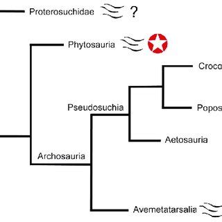 Phylogenetic Relationships Of Archosaurs With Position Of Semi Aquatic