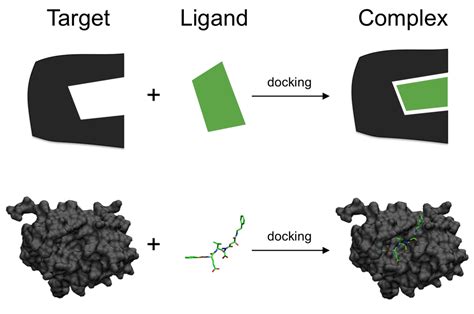 Molecular Docking A Short Overview And Steps Involved Biotech World