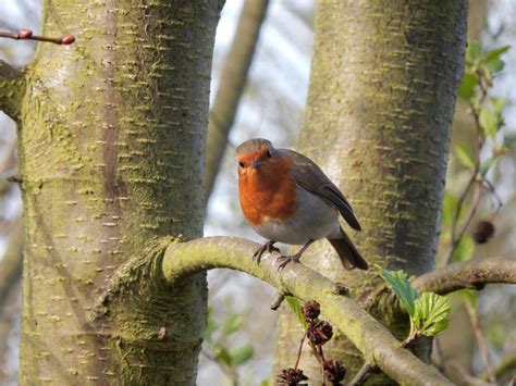 The Friends of Wandsworth Common