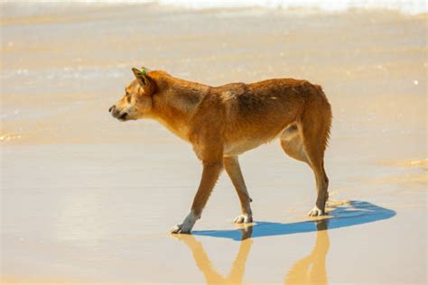 110+ Dingoes Australia Stock Photos, Pictures & Royalty-Free Images ...