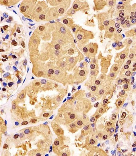 Gapdh Antibody Purified Mouse Monoclonal Antibody Mab Wb Fc Ihc P