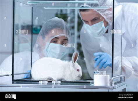 Scientists observing white rabbit in chemical laboratory. Animal ...