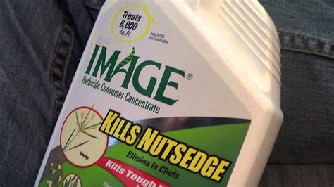 Image Kills Nutsedge in Zoysia Grass Selective Herbicide - YouTube