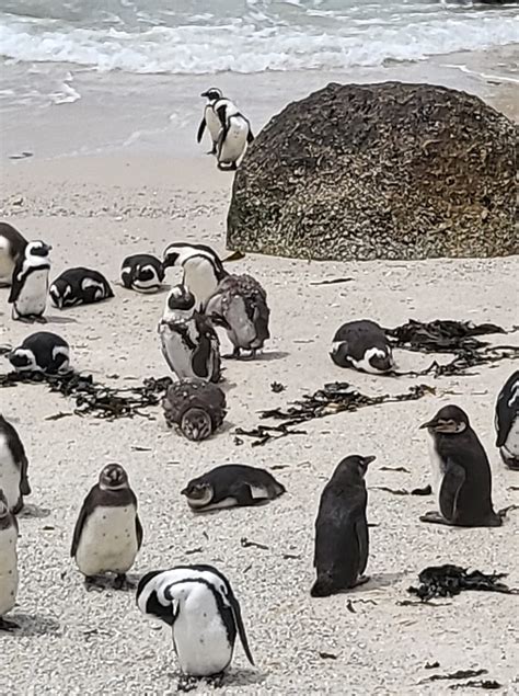 Cape Town Penguins! Accessible via train or car from Cape Town’s