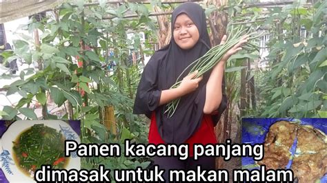 Panen Kacang Panjang Di Masak Untuk Makan Malam Tumis Kacang Dan