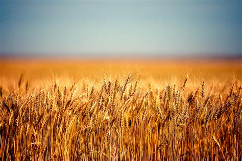 Montana Photography Agriculture Photography And Cowboy Photography By