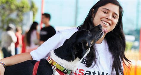 Nueva Alianza Proyecta Mejorar Calidad De Vida A Cientos De Perros Sin