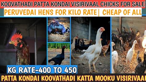 Peruvedai Koli Pannai Sale Low Price Chicks Available Heavy Size