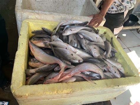 Semma E GMM Apreendem 287kg De Pescado Irregular