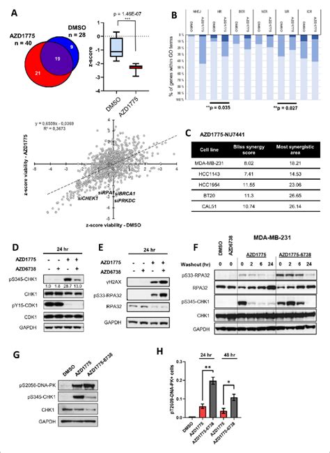 DNA PK Is Phosphorylated In Response To AZD1775 And Preserves CHK1