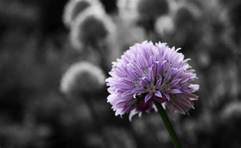 HD wallpaper: Purple Flower On Black And White Background, purple and white allium flower ...