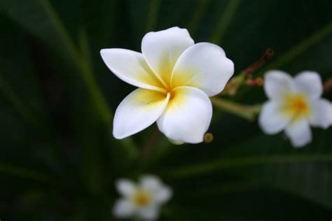 Fijian Flora And Fauna At Royal Davui Island Resort Royal Davui