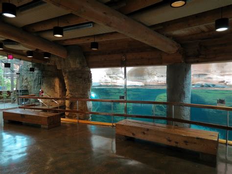 Northwest Passage California Sea Lion Exhibit Underwater Viewing