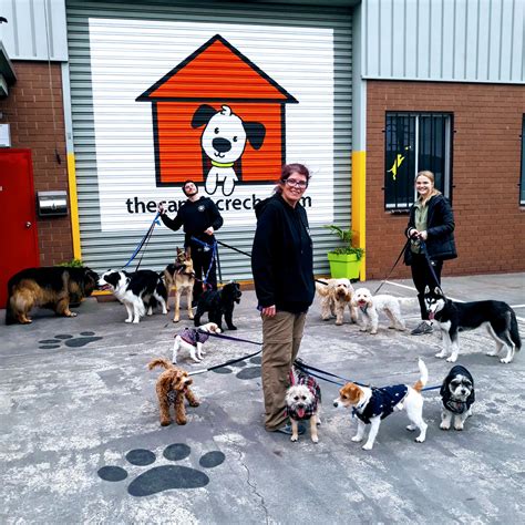 Is Doggy Daycare Good For Your Dog