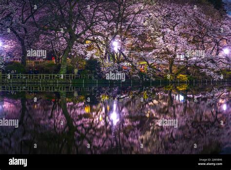 Cherry blossoms of Inokashira Park (Inokashira Park Stock Photo - Alamy