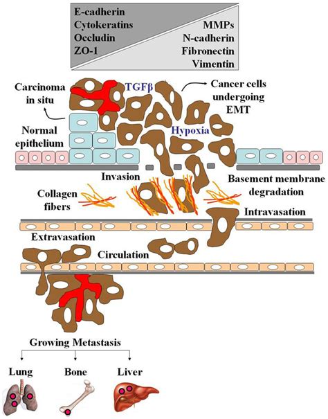 The Epithelialmesenchymal Transition Emt Is A Morphogenetic Process