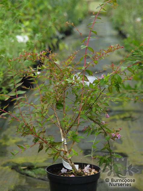 Abelia Edward Goucher From Burncoose Nurseries