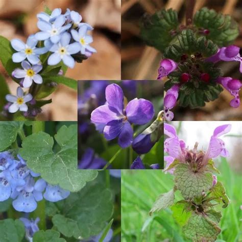 16 Weeds With Purple Flowers Identification Guide