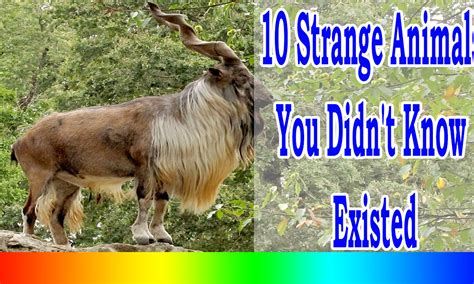 10 Strange Animals You Didnt Know Existed Lastestinworld