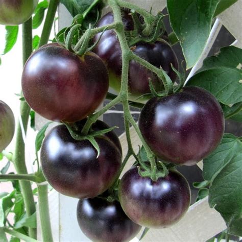 Rare Ukrainian Organic Vegetable Tomato Seeds Rose The Etsy