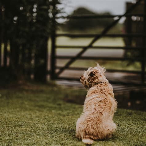 Anal Gland Expression What It Is And Why It S Important PetHelpful