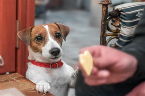 Cachorro Pode Comer Queijo Descubra Blog Da Cobasi