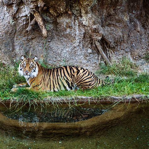 Learn More About Tiger Conservation | The Zoo Society