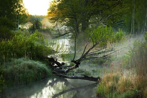 8 Fabulous Forests in Poland | Article | Culture.pl