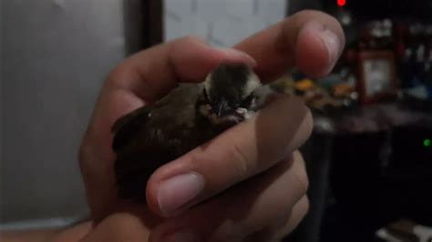 ibong pipit viral trending youtube