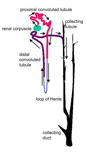 Urinary system: The Histology Guide