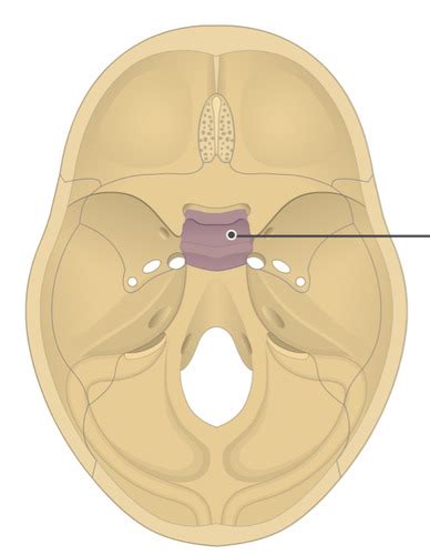 Sphenoid Bone Markings Flashcards Quizlet