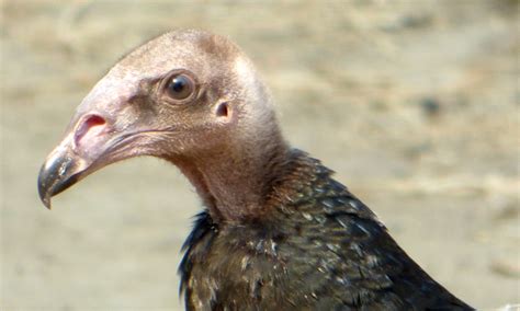 Geotripper's California Birds: Juvenile Turkey Vulture on the Tuolumne ...