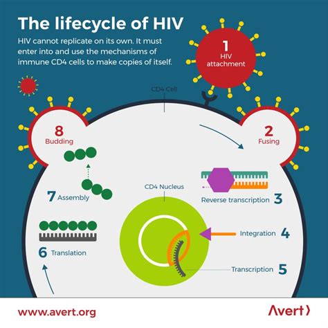 Cost Effective Hiv Viral Load Assay Senior Design Day