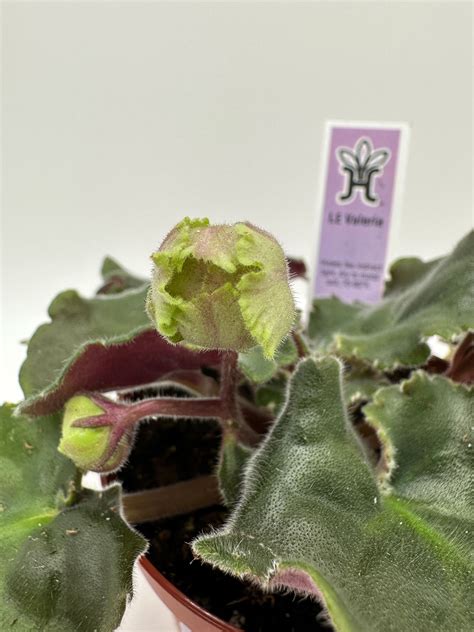 LE Valeria - Live African Violet 4" – Heavenly Creation Nursery