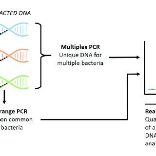 Schematic Visualization Of New Pcr Techniques The Broad Range Pcrs