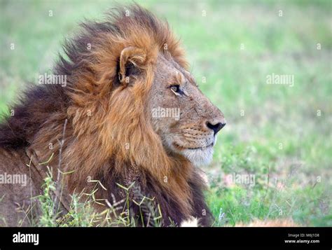 Kruger Park Afrique Du Sud Un Paradis De La Faune Et Des Oiseaux La