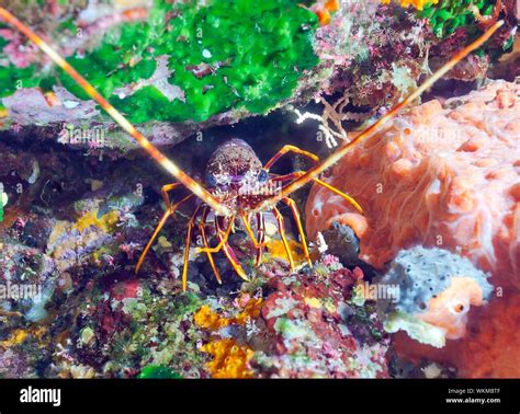 European Spiny Lobster Palinurus Elephas Hi Res Stock Photography And