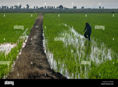 Rice Fields In The Ebro Delta Catalonia Spain Stock Photo Alamy